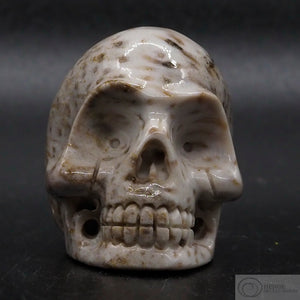 Fossilised Palm Tree Human Skull