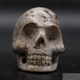 Fossilised Palm Tree Human Skull