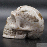 Fossilised Palm Tree Human Skull