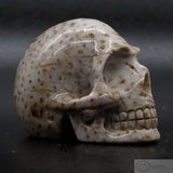 Fossilised Palm Tree Human Skull