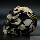 Petrified Peanut Wood Human Skull
