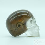 Pyritised Ammonite Resin Skull